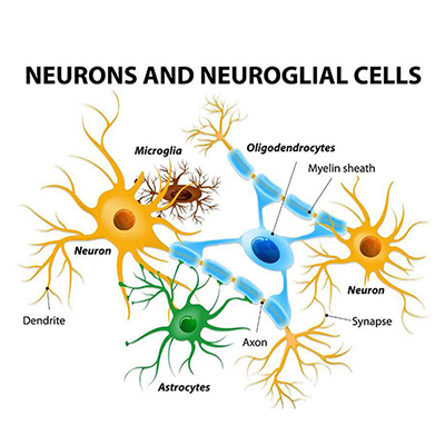 Advanced Neurotransmitters & Neuroglia